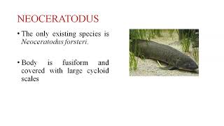 Dipnoi (Lung fishes)