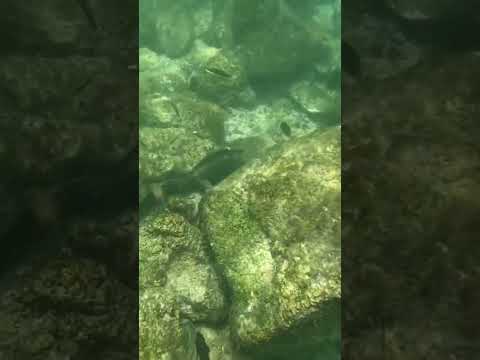 Marine iguana diving Isabela Island Galapagos