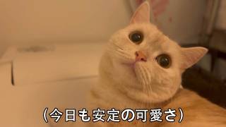 トイレでまったりしちゃう猫さんが可愛いゾ 【猫動画】 【足長マンチカン】