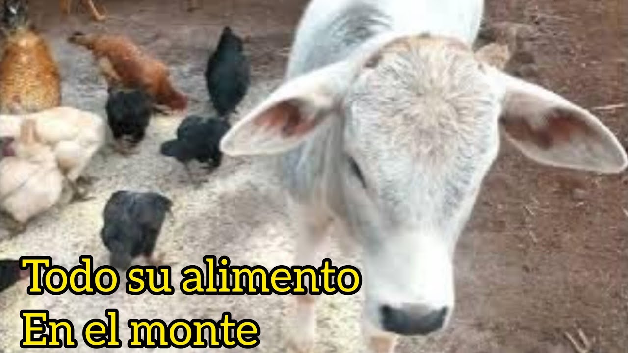 Huerta , frutas ,Leche y Huevo casero (que más se puede pedir )