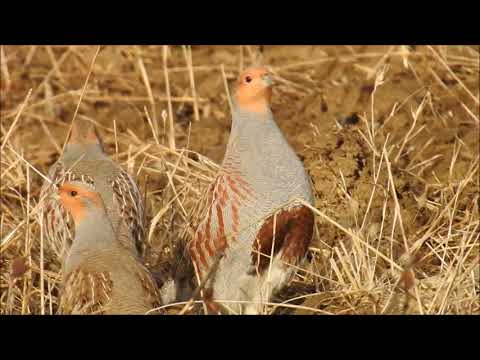 ORVIS - Upland Hunting - Hungarian Partridge