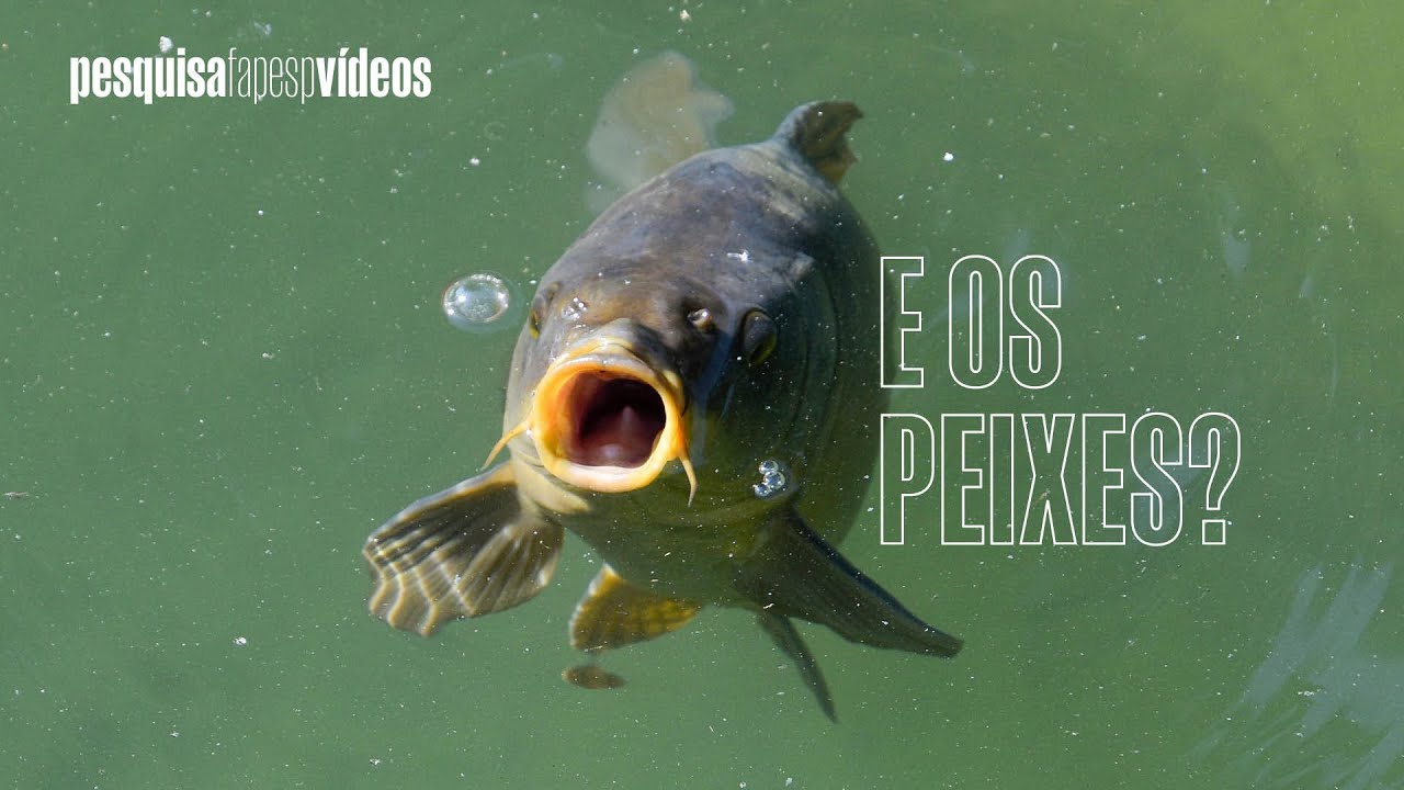 Como as mudanças climáticas afetam os peixes da Amazônia? #science #climatecrisis #amazon