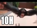 Monkey Spinning For 10 Hours
