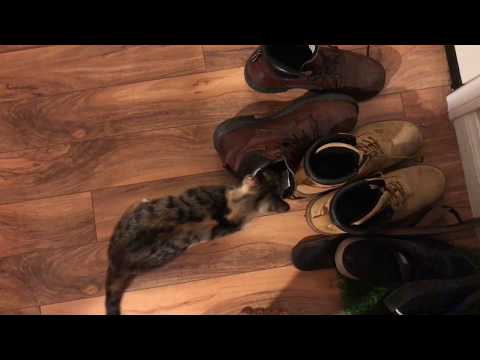 Stray cat rubs her scent on my shoes - SO CUTE!