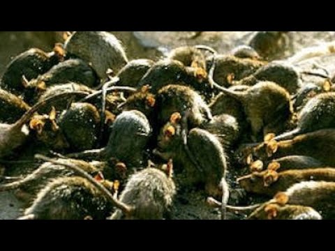 Fall von "Tiersammel-Sucht": Frau lebt mit 800 Ratten in einem Haus