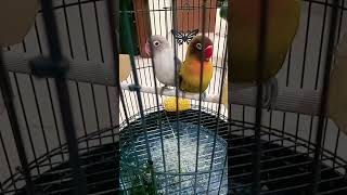 Download lagu #lovebird....romantis#burunglovebird 😃😁🫠😉🤪😍🥰🤩 mp3