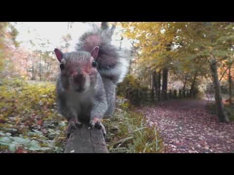 RABIJÁK - PODZIM (Avventurato)