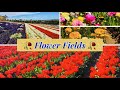 The Flower Fields Tour USA Travel Guide Colorful Flower Garden