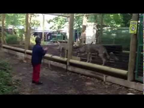 Ricardo from Piteasca playing with the wolves 1