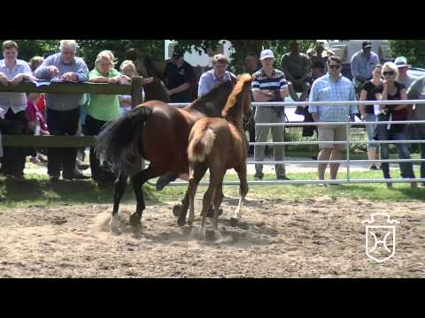 170 Stutfohlen von Chin Champ   Casall   Cassini II
