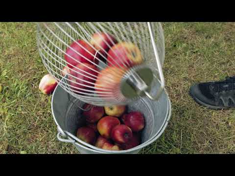 Äppelupplockare. fruktsalmare som plockar fallfrukt  Moster Hulda äpplen, päron och golfbollar,