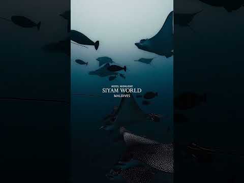 Siyam World Maldives: The Ultimate Getaway