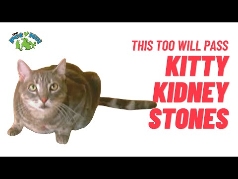 Oh No! My cat has bladder stones!
