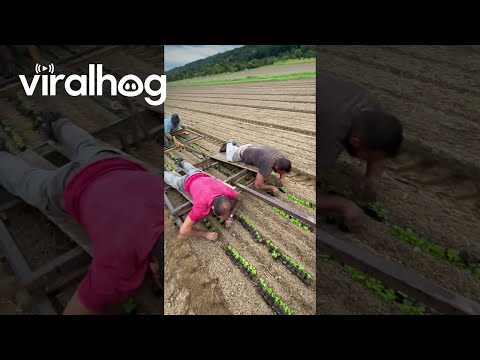 Lying Down on the Job || ViralHog