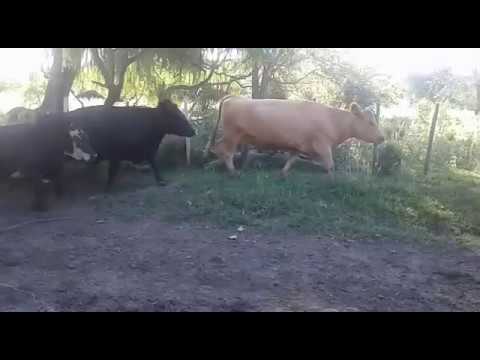 15° Remate Online - 30 vacas secas de 420 kgs. - A66