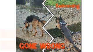 Dog scared of water | Teach your dog to swim | My dog is afraid of water