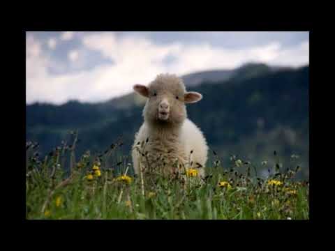 EZDI AXPER NAYEQ VERJNA (ARMENIAN FUNNY SONG)