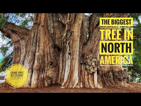 Botanist With Hilariously Profane Vocabulary Encounters The Biggest Tree In North America