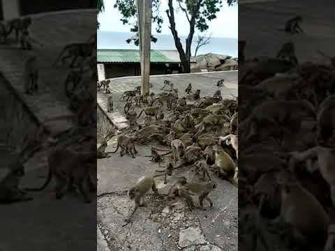 Hundreds of monkeys part II