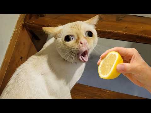 Funny ANIMALS videos 😂 | Funniest Cats and Dogs 2025 🐶😼 | #19
