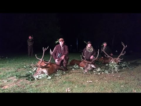 Vier Rothirsche wurden gestreckt - faszinierende Brunfterlebnisse in Pommern
