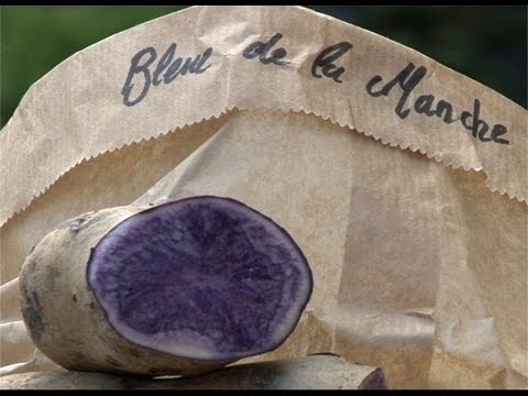 , title : 'La pomme de terre 'Bleue de la Manche''