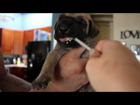 Deworming a pup
