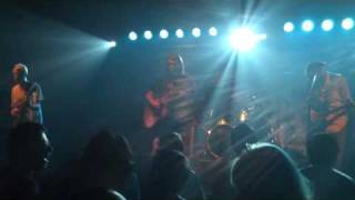 Miniature Tigers &quot;Hot Venom&quot;