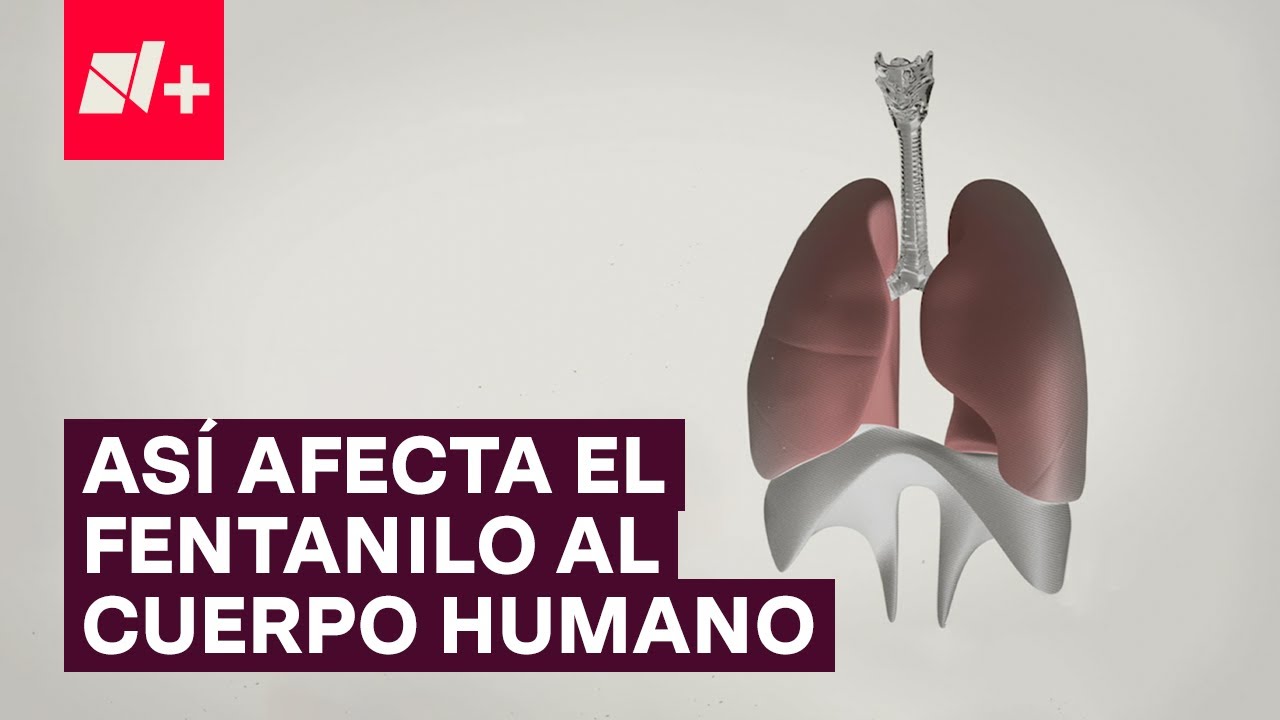 ¿Cómo afecta el fentanilo al cuerpo humano - N+
