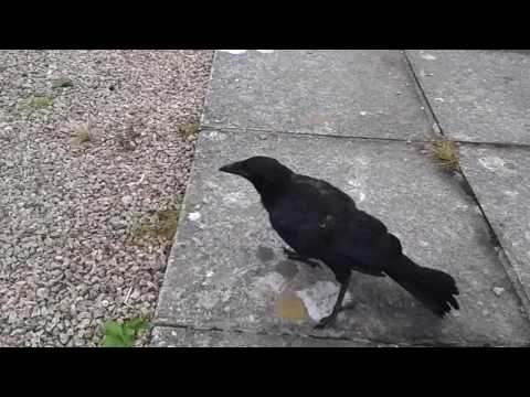 Free Range Crow Has A Ball