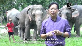 COVID-19 หายนะ…ที่เกิดกับช้างไทย ใกล้ตัวกว่าที่คิด