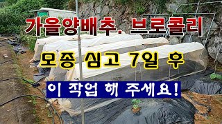 [텃밭농부 2,053]  가을양배추. 브로콜리 모종심고 7일후. 이작업 해 주세요! #양배추재배 #브로콜리재…