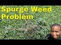How to [GET RID of SPOTTED SPURGE WEEDS] and PROSTRATE SPURGE in Lawn