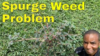 How to [GET RID of SPOTTED SPURGE WEEDS] and PROSTRATE SPURGE in Lawn