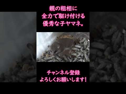 ヤマネを追い払う: これは重要な注意点です トピックス