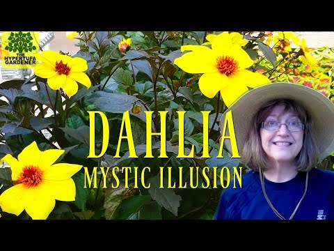 , title : 'Dahlia "Mystic Illusion" - Planting In My Garden Today'