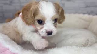 ハーフ犬の動画01