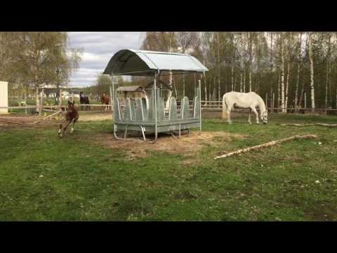 Kannan - Cardento stallion born 2017