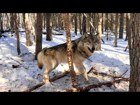 WOLF TRAPPING 2025 - Full Season Video!