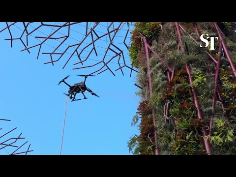 Drones clean the Supertrees, water and fertilise plants at Gardens by the Bay | The Straits Times