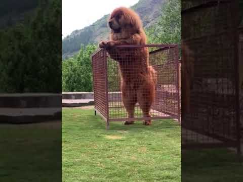 Tibetan Mastiff Giant Dog 🐕 freak