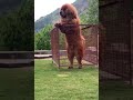 Tibetan Mastiff Giant Dog 🐕 freak