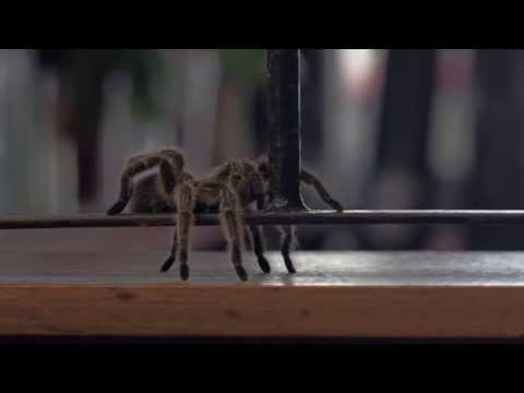 trailer