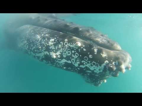 Half-Day Hervey Bay Whale Watching Tour