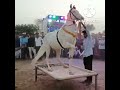 Chunni Me Chhori Chunni Me Perfume Lagave Chunni Me Shortsfeed Ghoda Ka Dance Shortsvideo