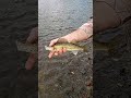 Video Thumbnail for Bobber Down.