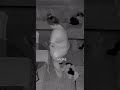 MY FAVE SLEEPWALKING CLIP