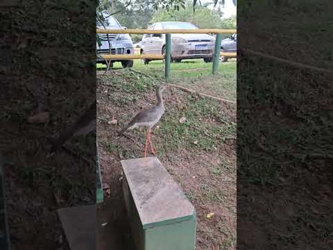 #viagem #goiás #aparecidadegoiania #animal