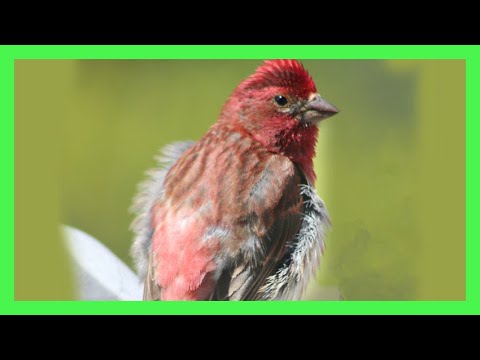 Červenák purpurový (Haemorhous purpureus) — správanie, biotop a hlas