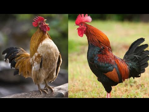 Rooster Crowing Compilation Plus - Rooster crowing sounds Effect 2021